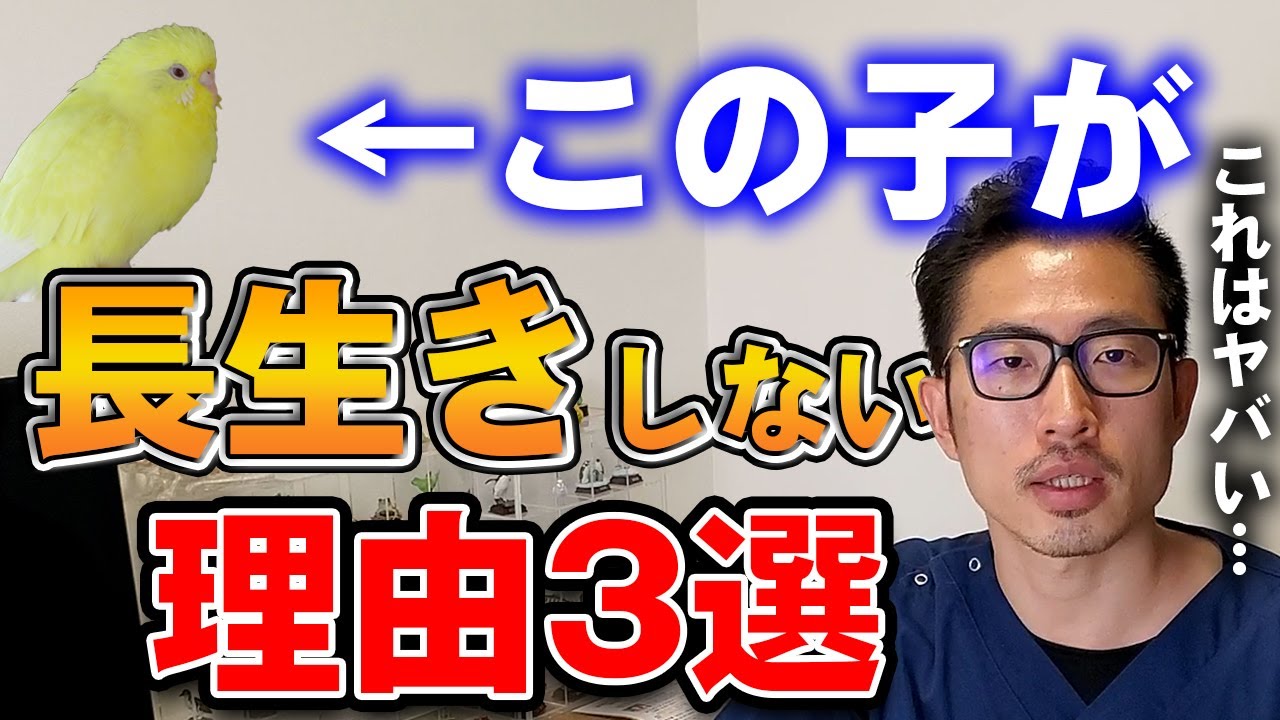 【鳥・インコ・オウム】噛みつく鳥さん必見！暴れ鳥が短命になりやすい理由3選