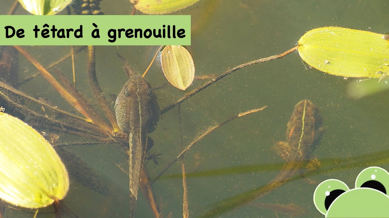 la métamorphose d'un têtard