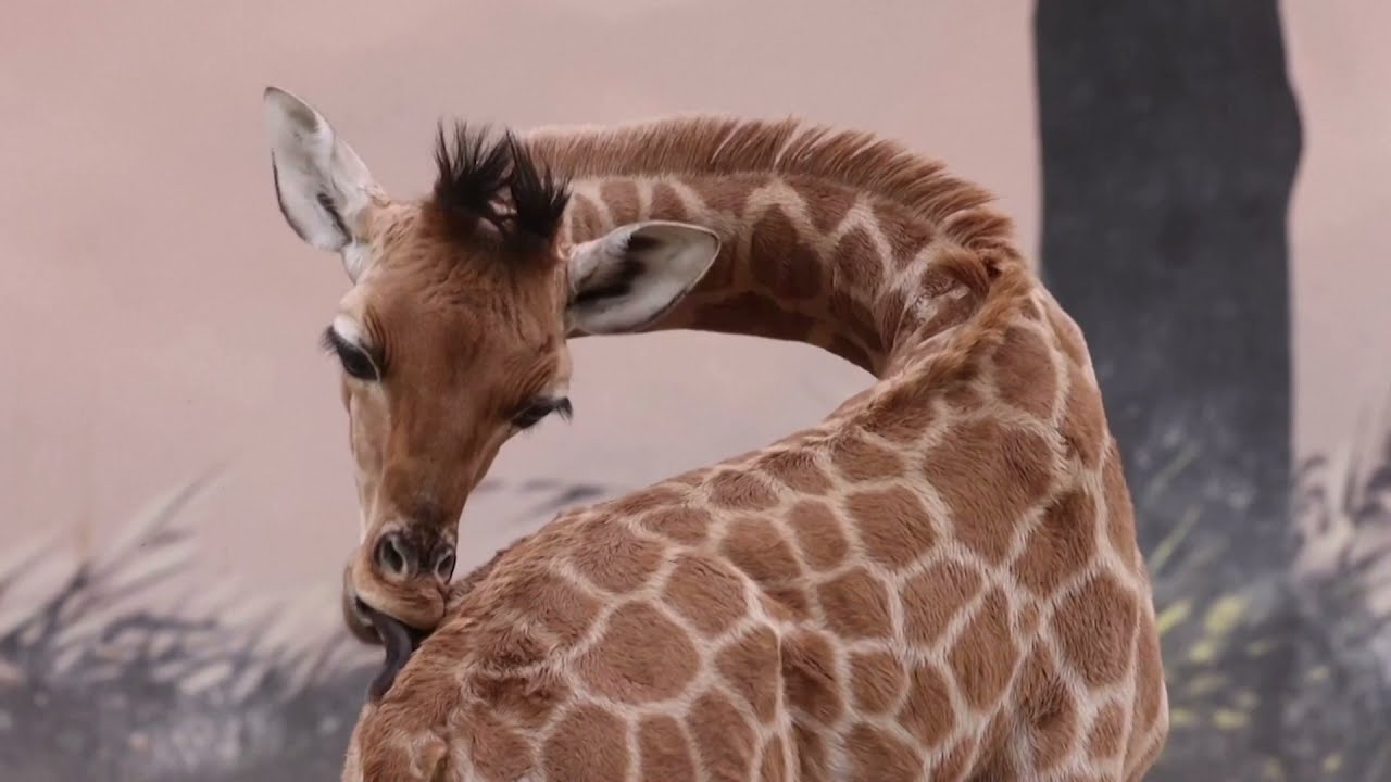 French zoo welcomes second baby giraffe in a year