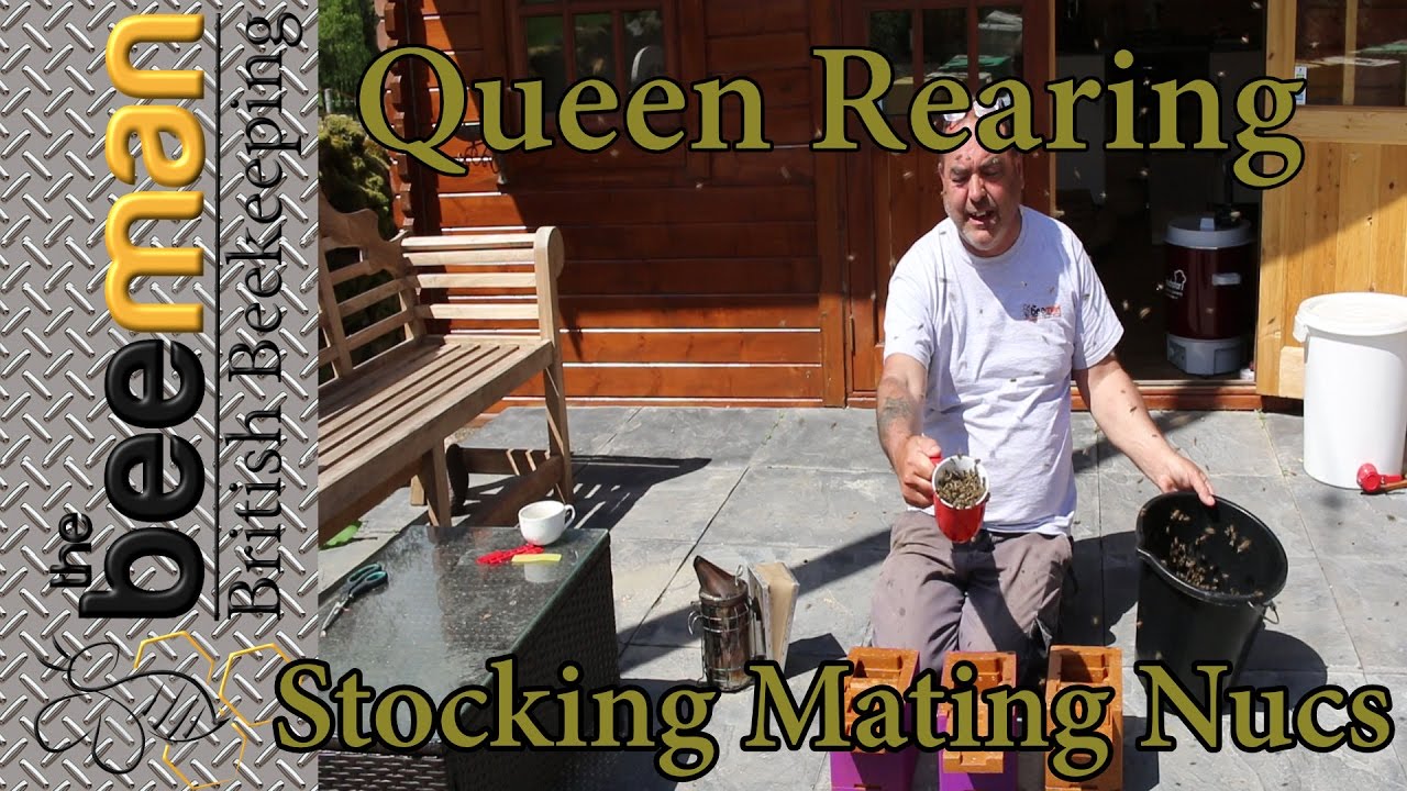 Queen Rearing Stocking Filling Apidea / Mating Nucs With Bees