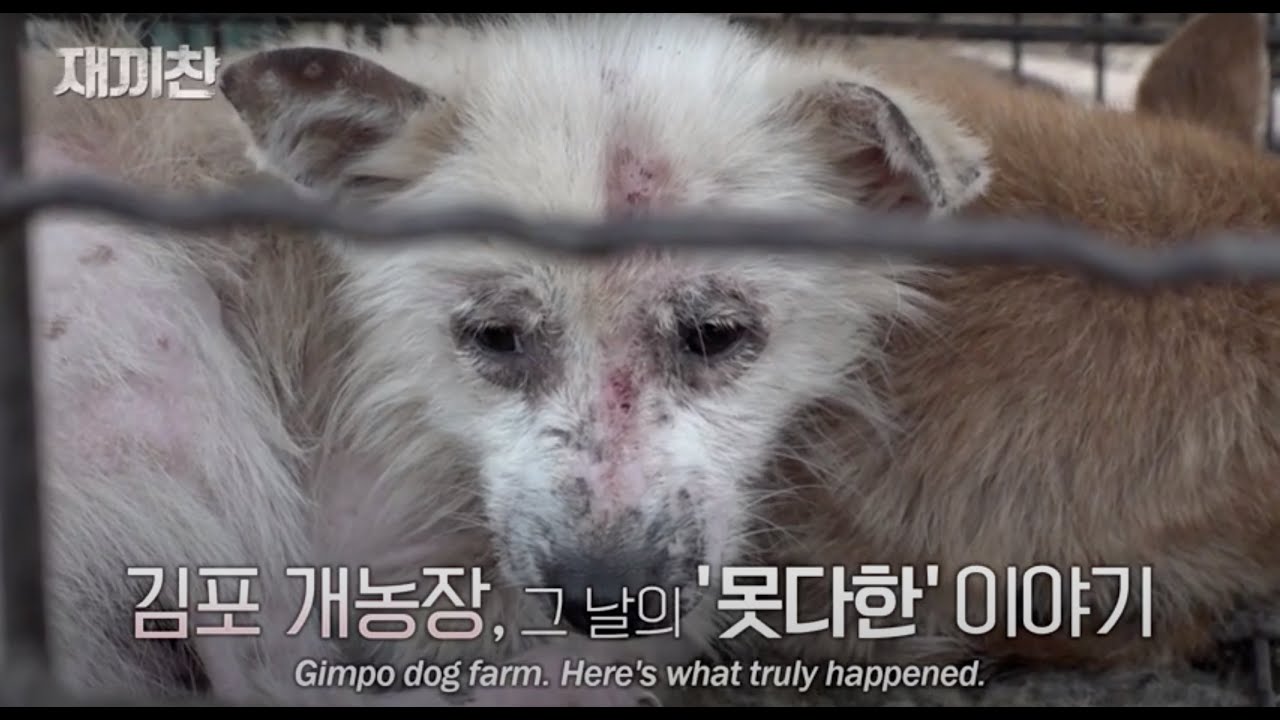 애니멀봐 충격의 개농장 재활용되는 강아지들 편 [비하인드 스토리]
