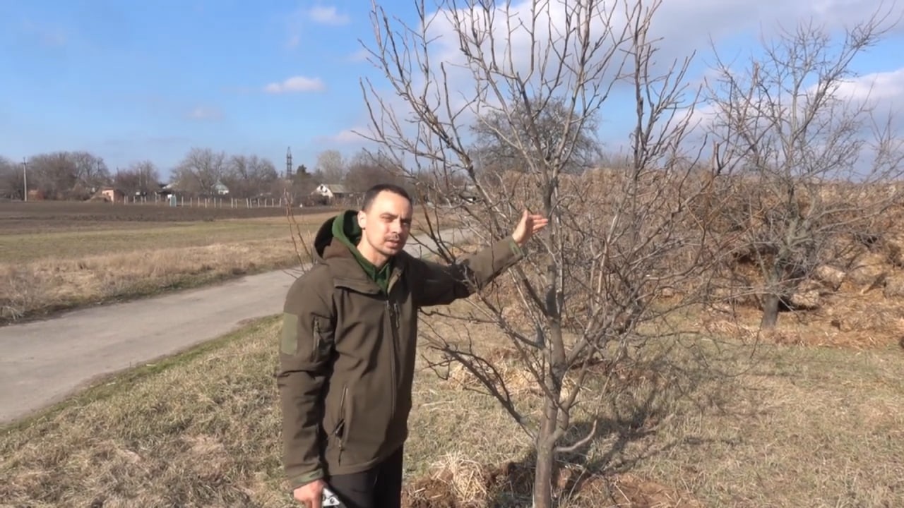 ЯК ОБРІЗАТИ ГРУШУ НА ДОБРИЙ ВРОЖАЙ