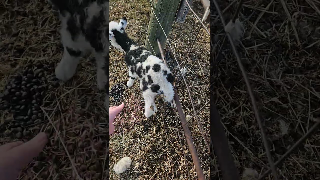 lamb got stuck #farm #farmlife # lambs