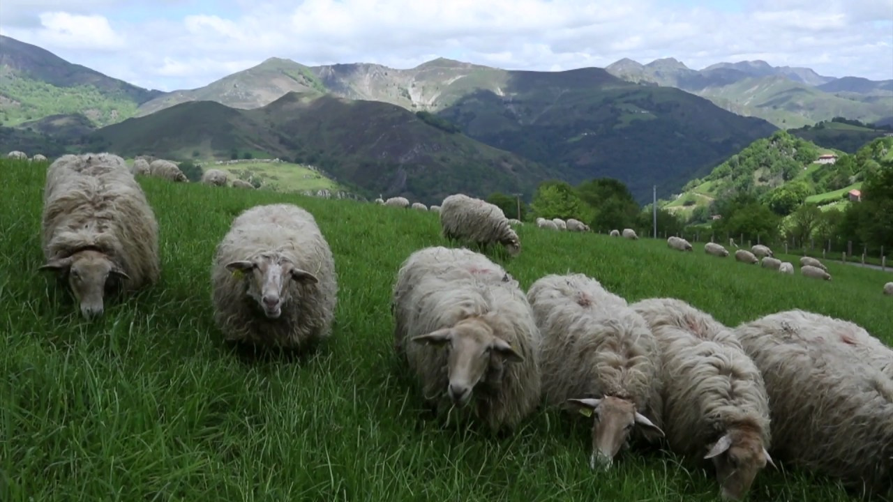 Instant gourmand Pur Brebis Pyr&eacute;n&eacute;es Saison 2 Episode 2