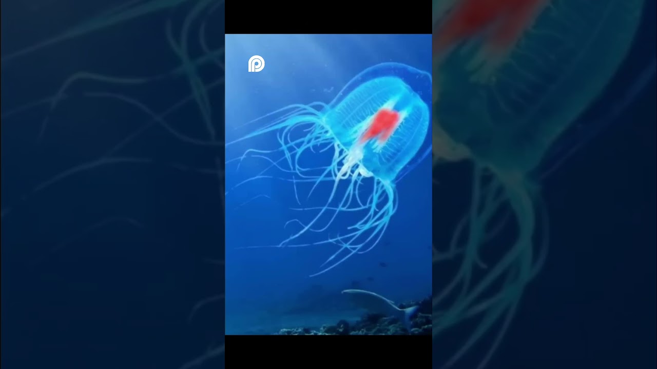 БессмертнаяМедуза#БессмертнаяМедуза #вечнаяжизнь #факты