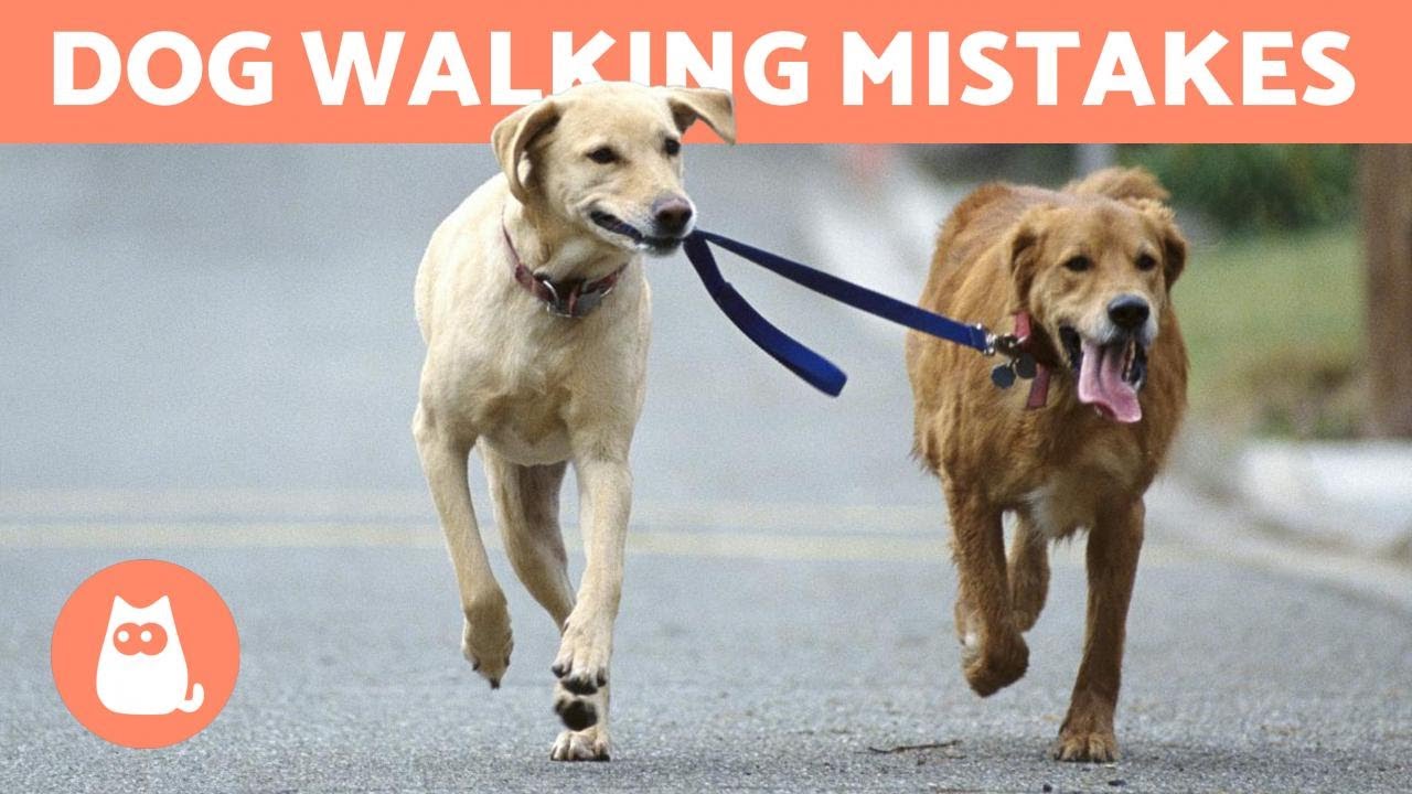 10 Common Mistakes When Walking Your Dog