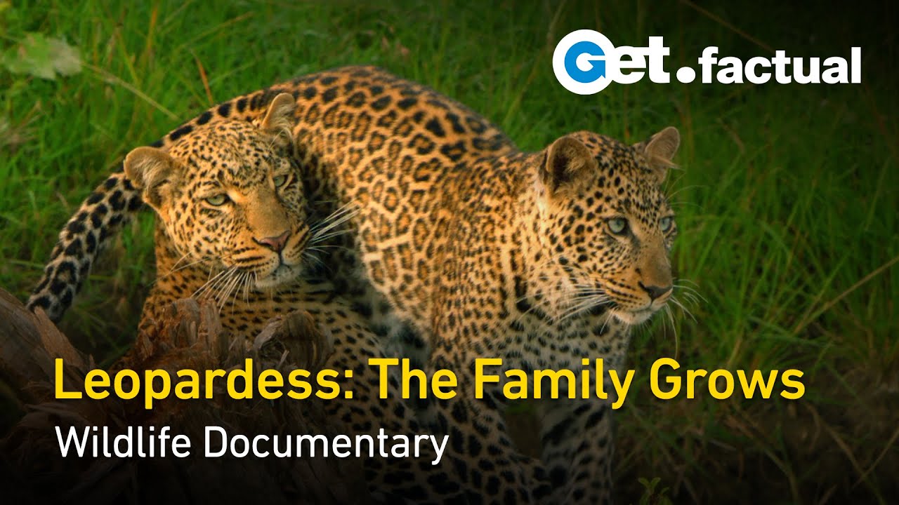 The Leopardess: Haunted Huntress | Full Wildlife Documentary