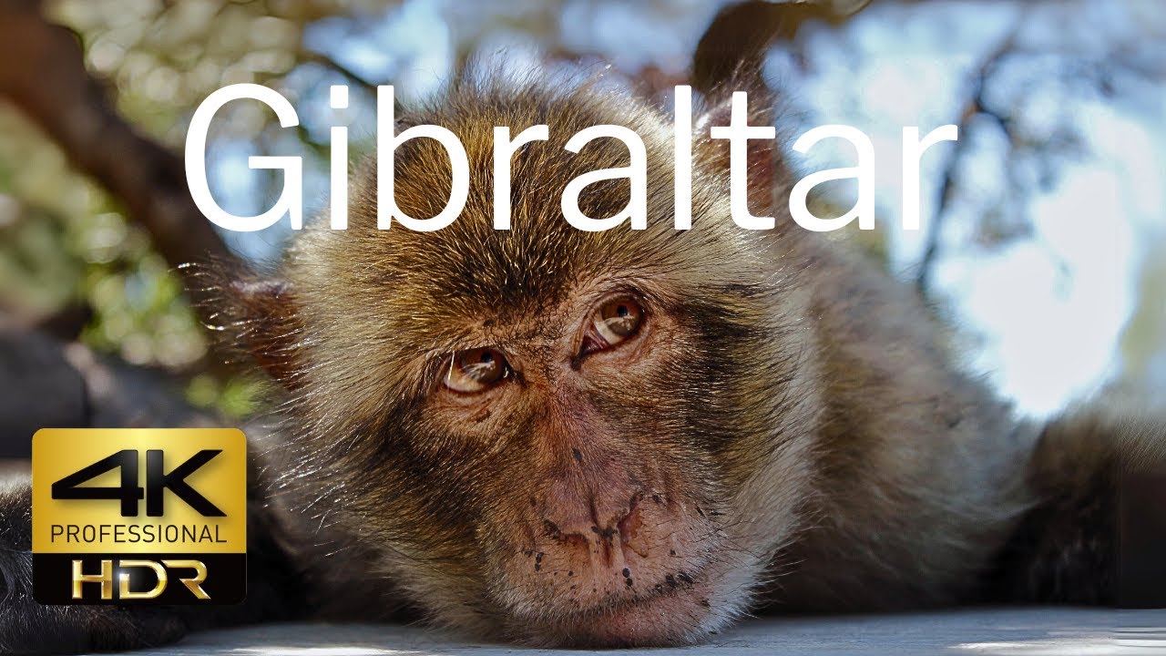 Гибралтар 4K HDR (HLG) 🇬🇮🐒