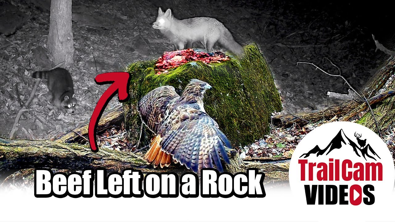 I put raw meat out in the woods. Captured on Trailcam Videos