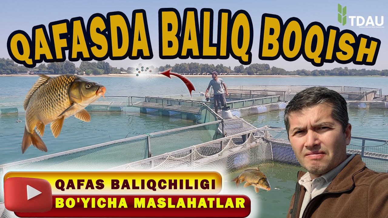Qafas baliqchiligi bo'yicha 13 yillik real tajriba
