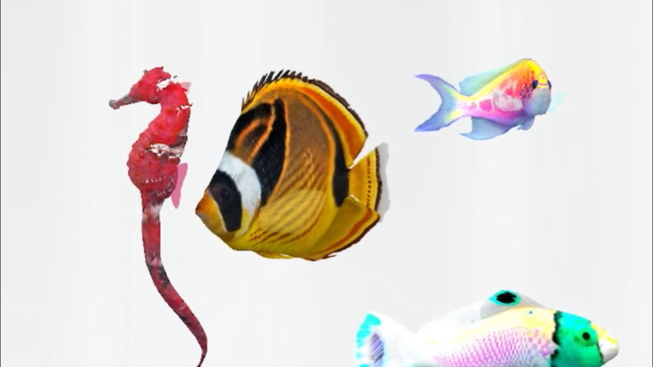 Fish farm 3 seahorse #aquarium #aquariumfish 