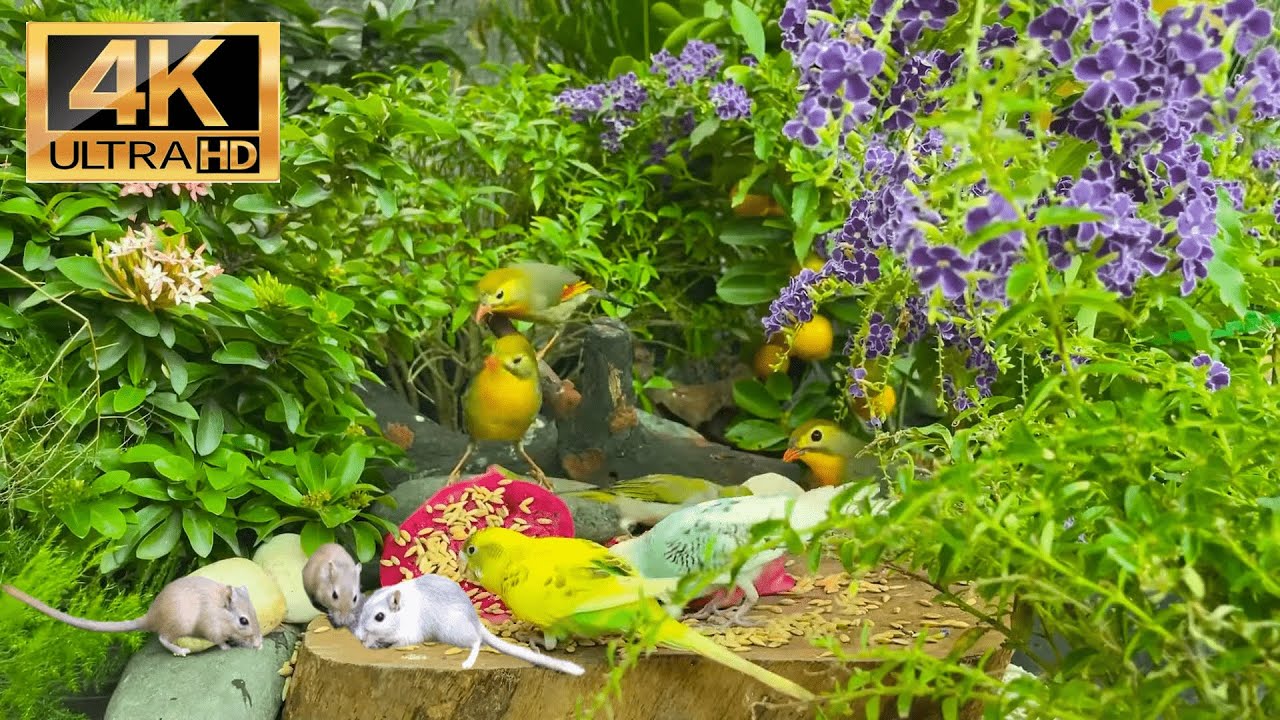 Cat TV Videos😻 Birds & Mices Play in the Garden 🕊️ Birds Videos & Uninterrupted 🐦