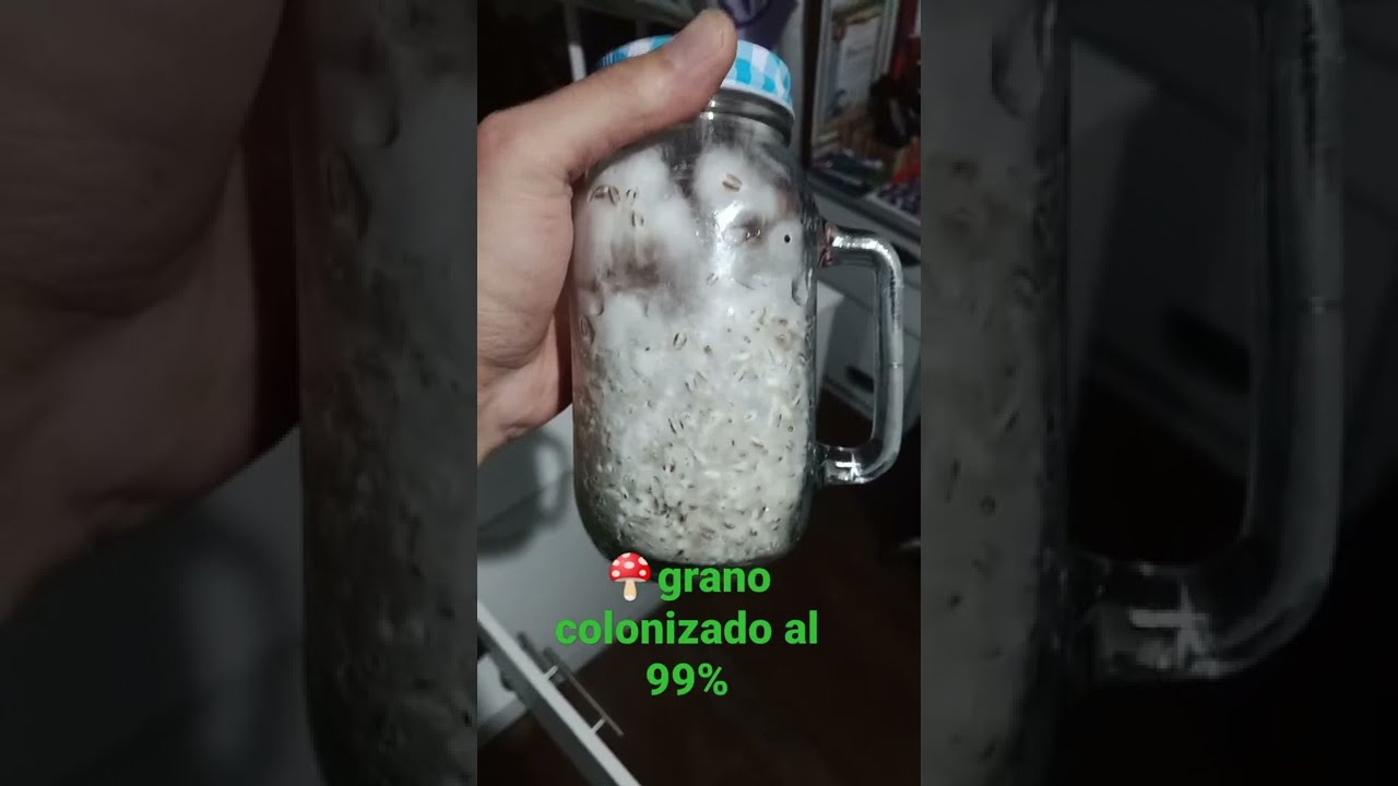&iquest;C&oacute;mo se ve el grano colonizado por un hongo al 99%? paso previo a mezclar con sustrato