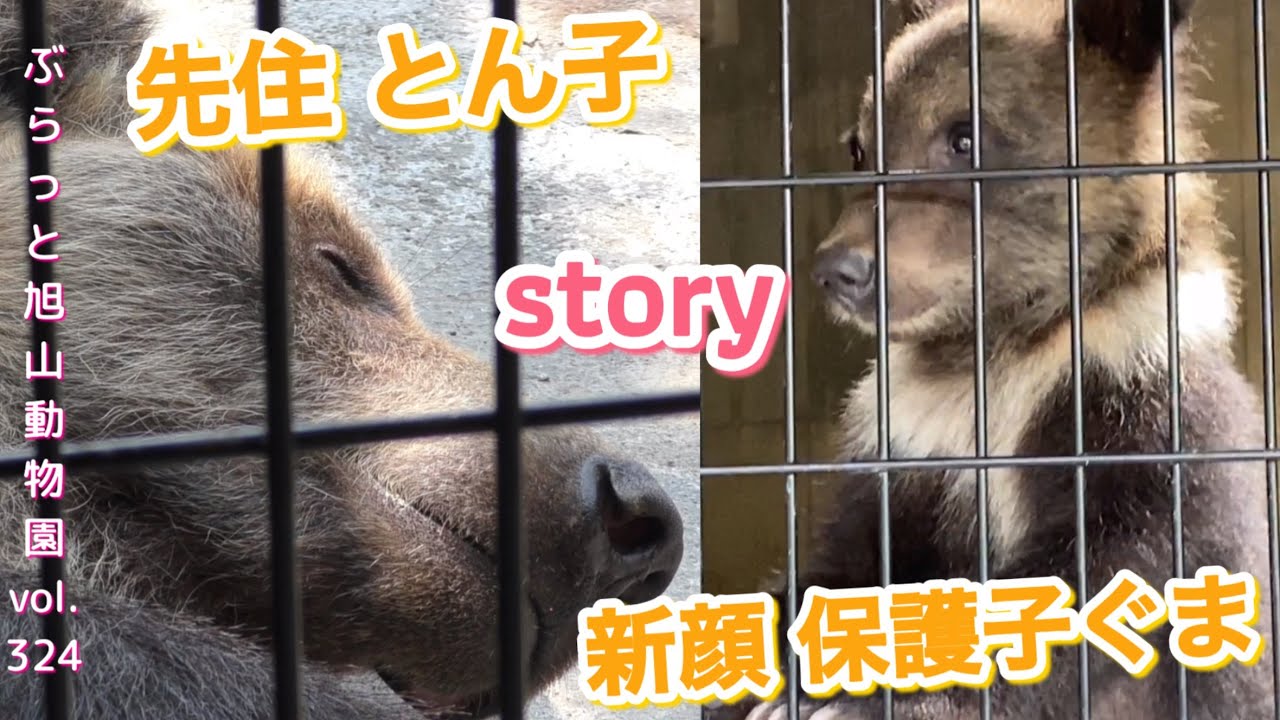 【保護子＆先住クマ】先輩クマが魚を捕獲！とったぞー♪サービス旺盛の子グマに歓声！vol324@旭山動物園/Conservation Ezo brown bear＆indigenous bears