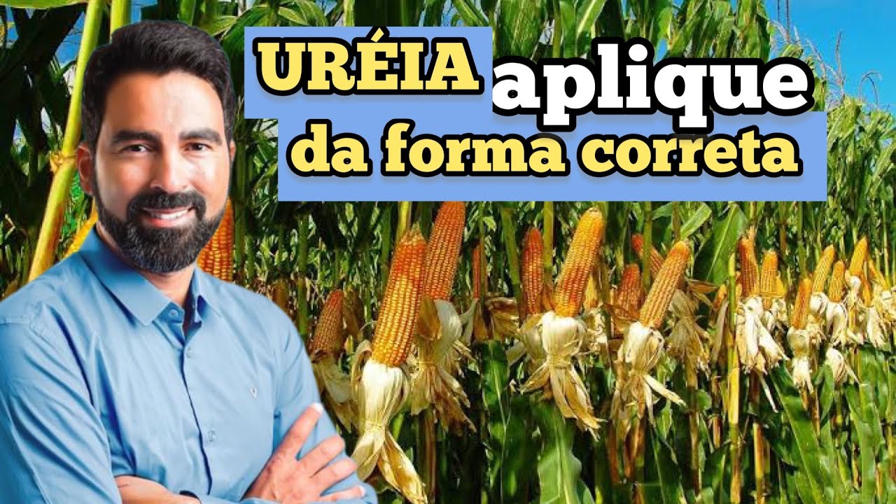A FORMA CORRETA DE APLICAR UREIA PARA PRODUZIR MUITO