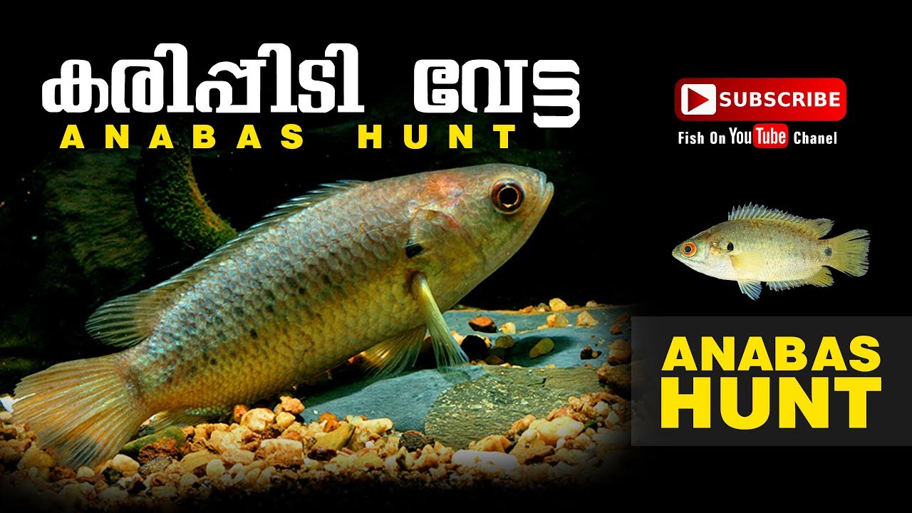ANABAS FISHING. karipidi fishing. kalluthi fishing. fishing kerala