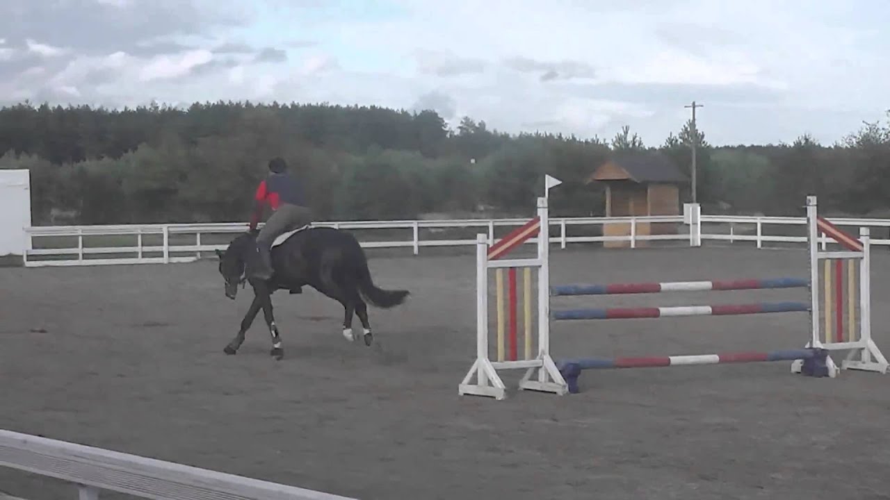 Calatino, stallion, 5year old