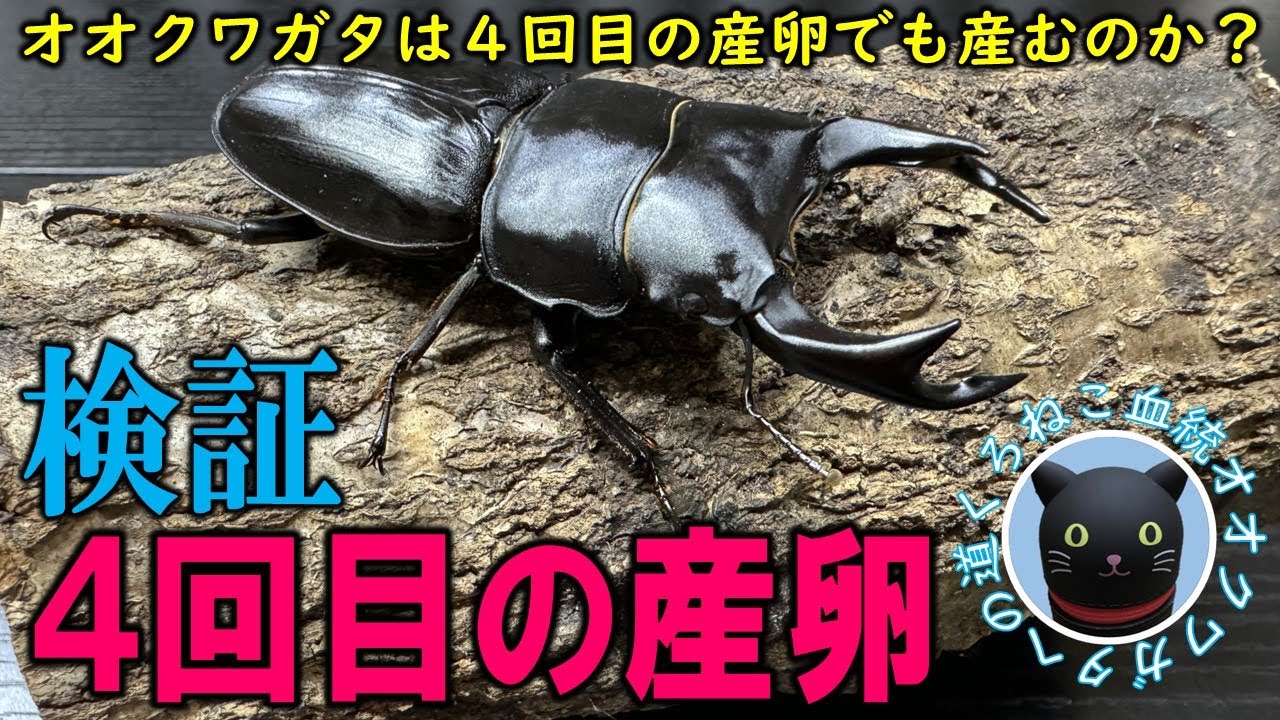 去年２回、今年１回産卵済みのオオクワガタは、４回目の産卵でも産むのだろうか検証してみた