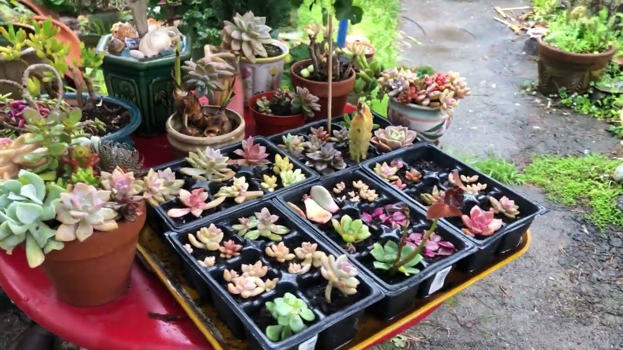 Succulents, Succulents & more Succulents!!!  All stages of propagation... looks just like my mind!!!