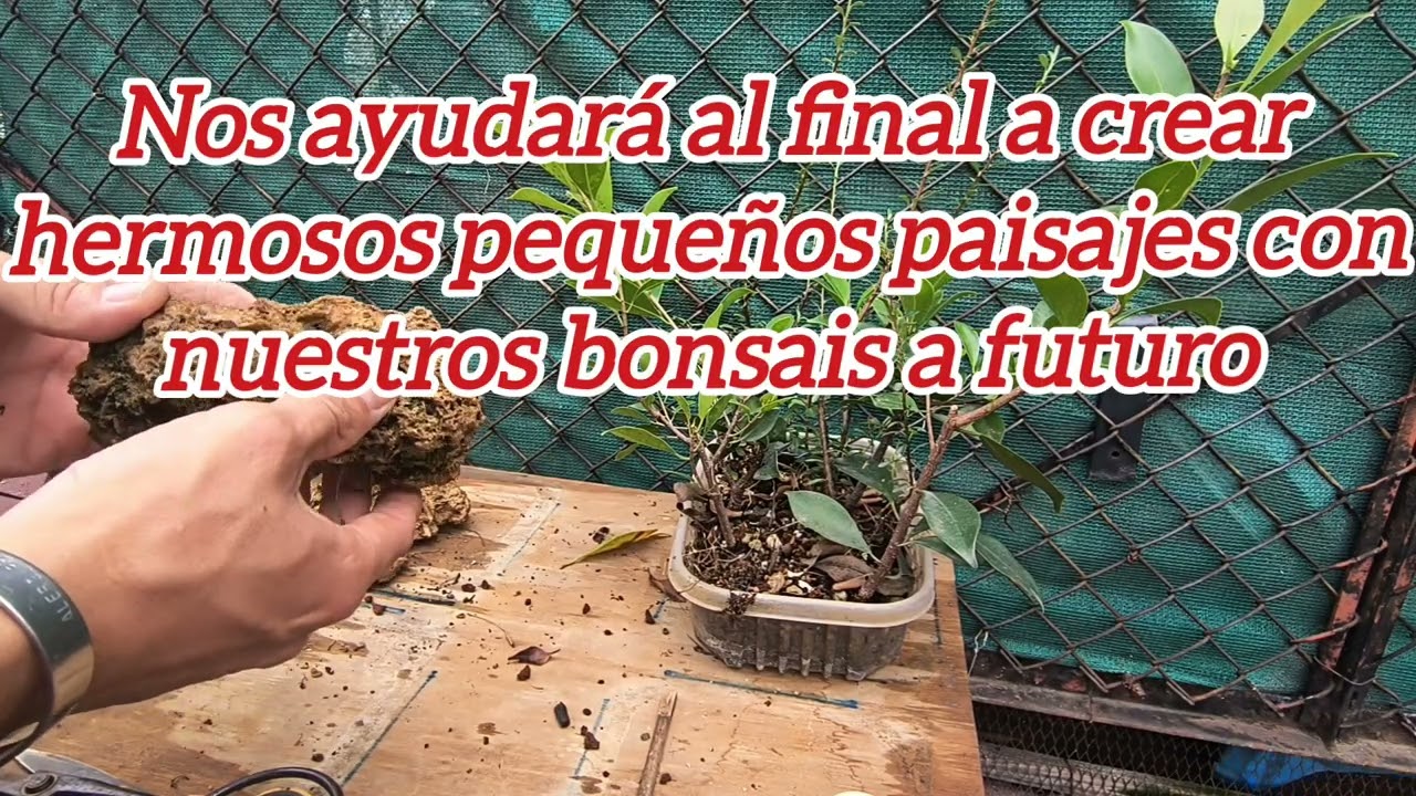 Trabajo de raíces en roca de ficus laurel.