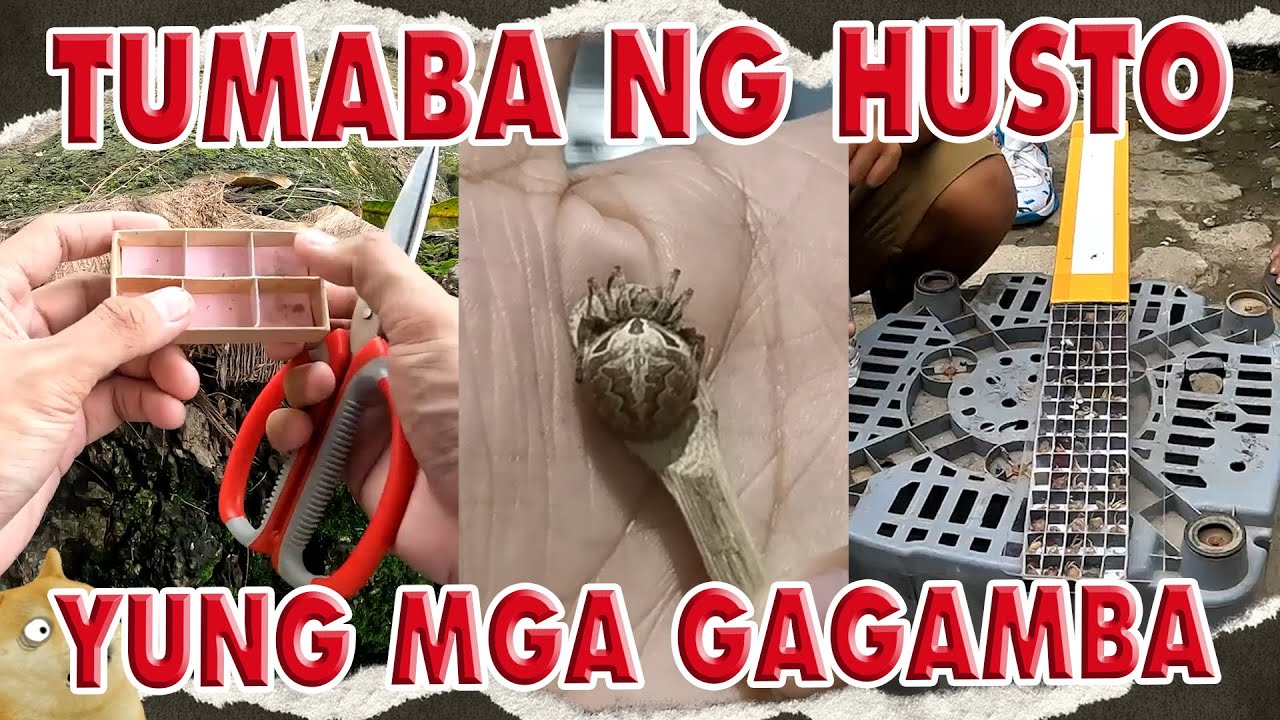 NAGING BOCHOG YUNG MGA GAGAMBA KO! #kulotskietv #gagamba #fypシ゚viral