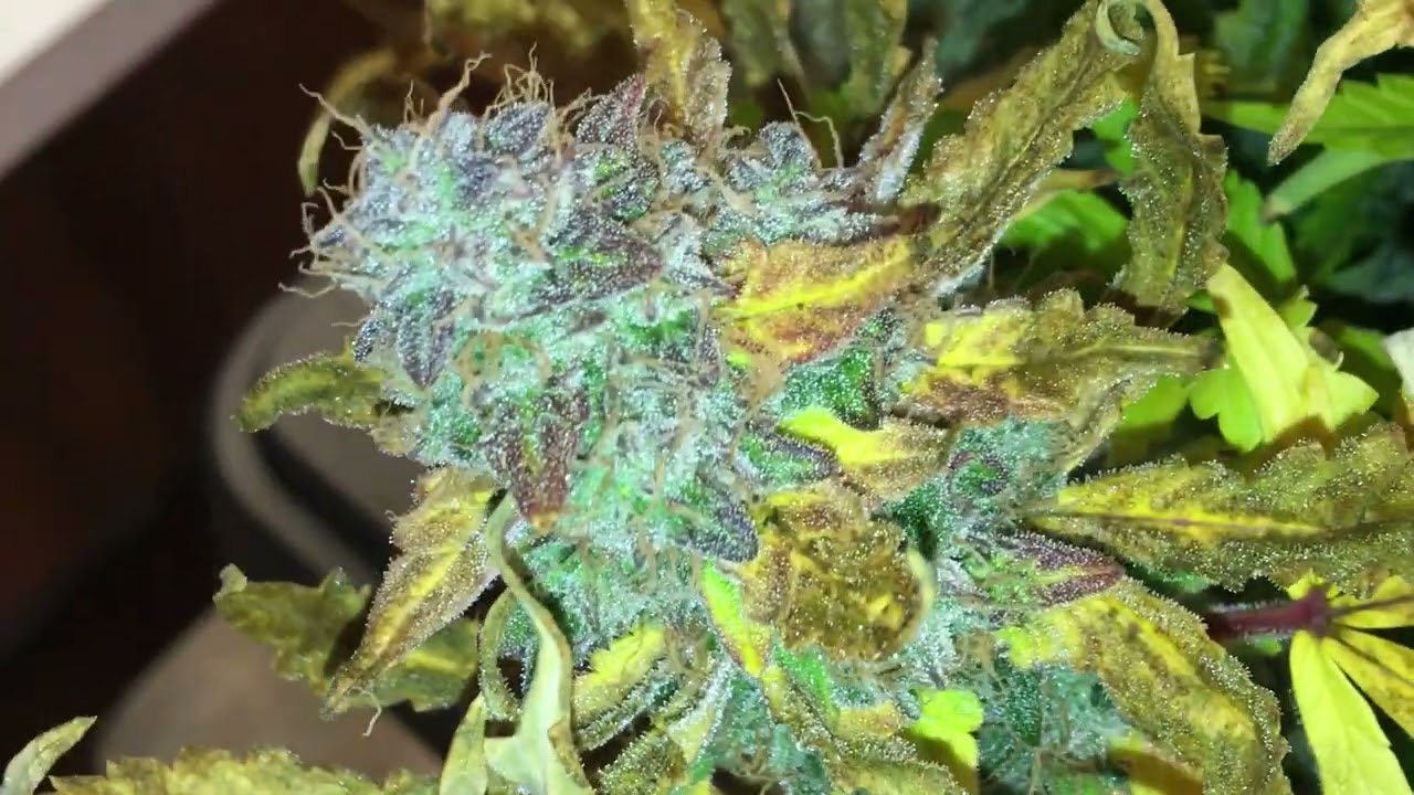 Bridecake Auto Harvest Day (plant 2) w/ Skunk Auto