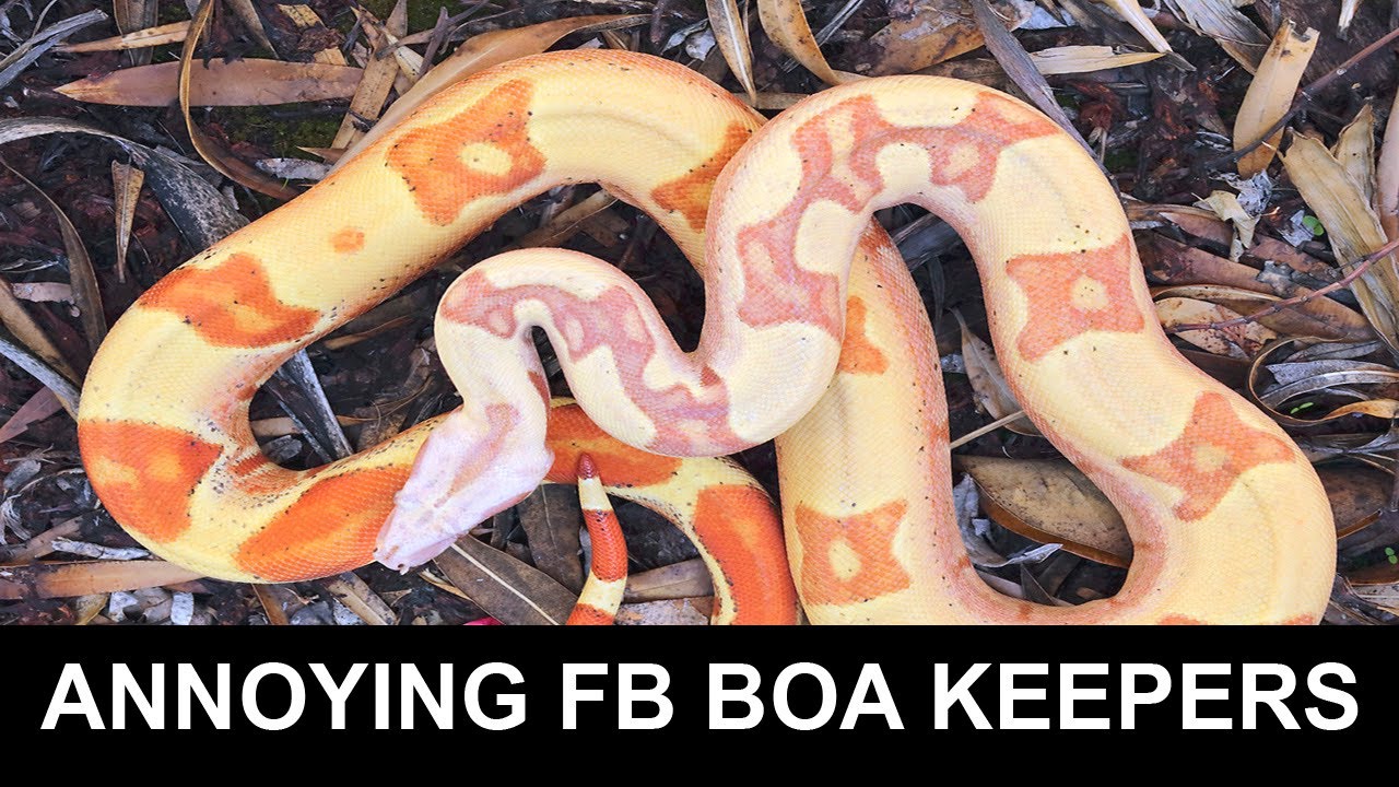 7 Most Annoying Facebook Boa Keepers!
