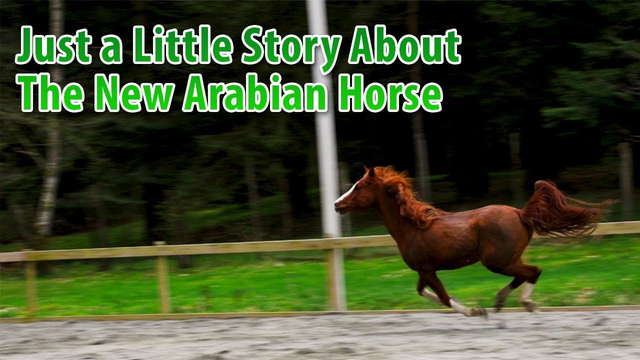 Just a Little Story About The New Arabian Horse