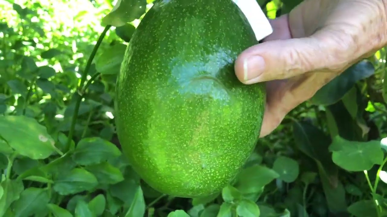 A Tour of Julie Frink’s Garden