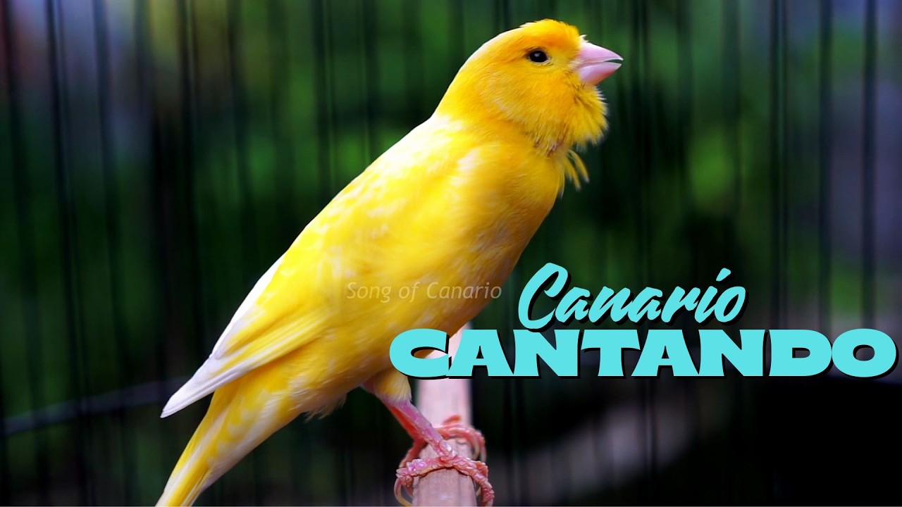 Canário Belga Cantando Muito: O Melhor Canto para Treinar seu Pássaro #11