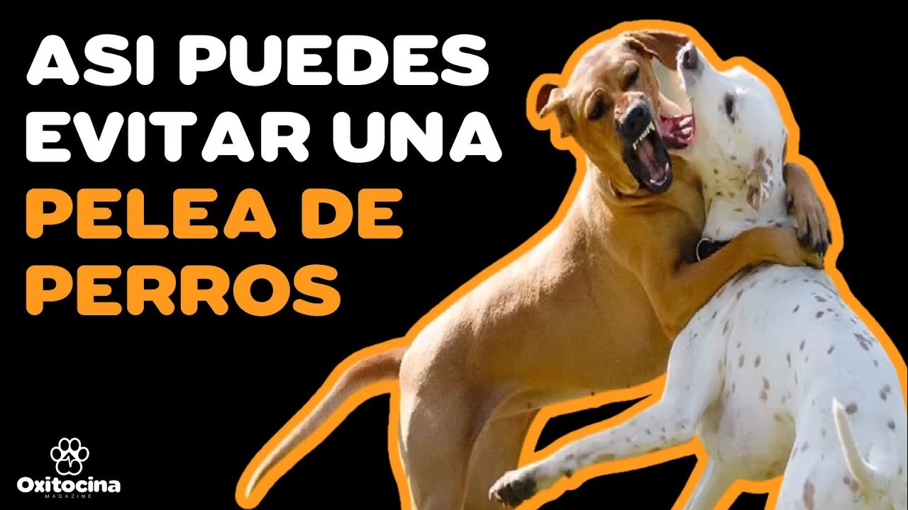 7 CONSEJOS PARA SEPARAR A DOS PERROS QUE ESTÁN PELEANDO