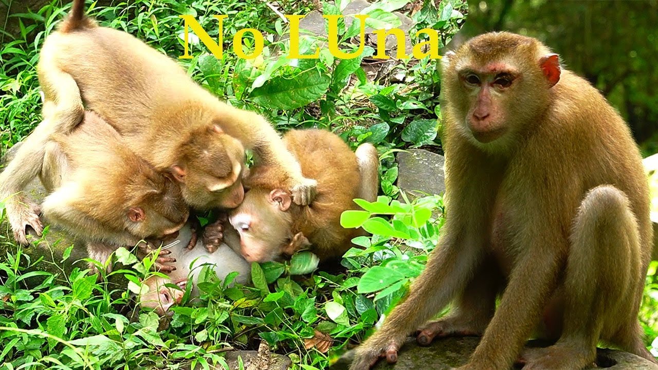 LUna stickily b-i-t-e Poor Baby Luca, Katrina help him by drag her out, tiny i-n-jure on her face