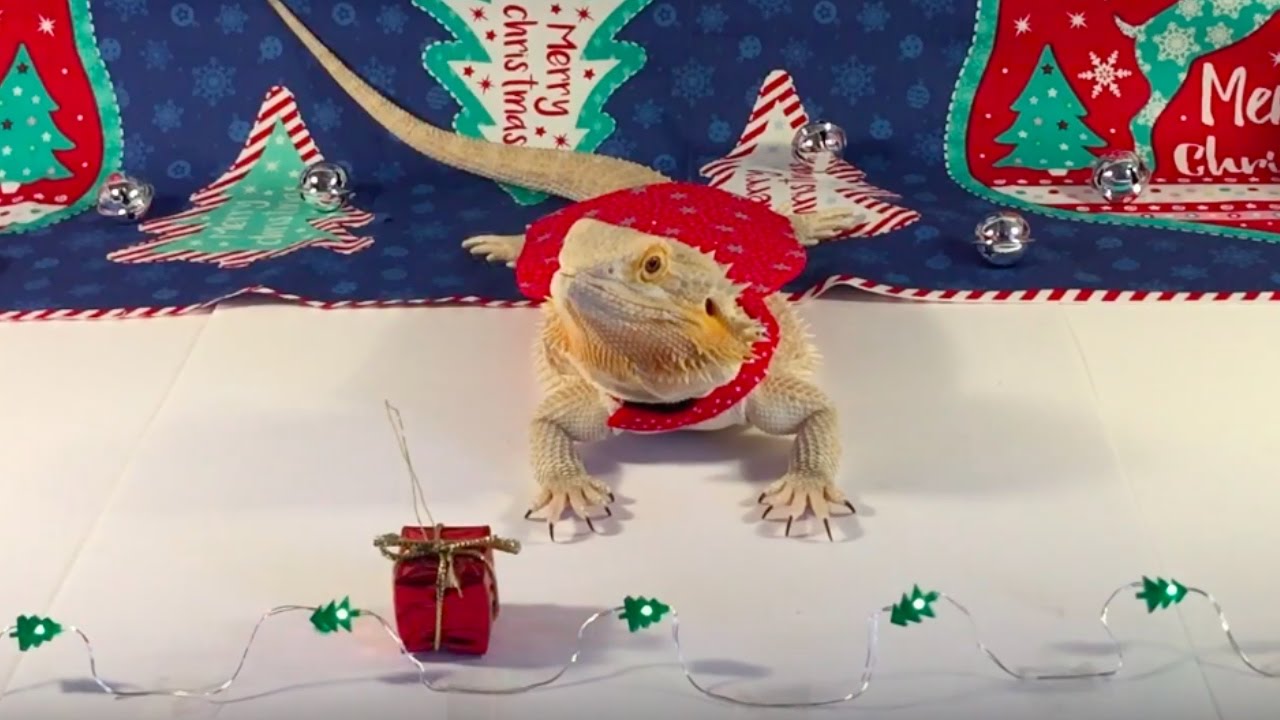 BEARDED DRAGON CHRISTMAS VIDEO!