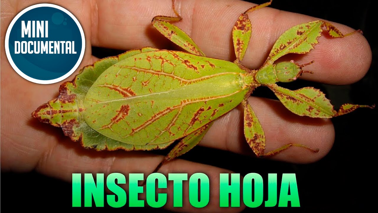 Insecto hoja (mini documental)