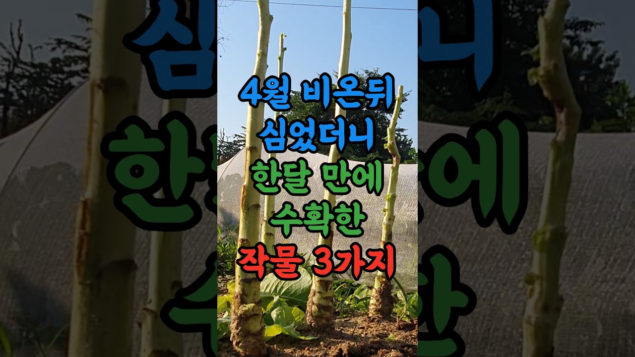 4월 비온뒤 심었더니 한달 만에 수확한 작물 3가지