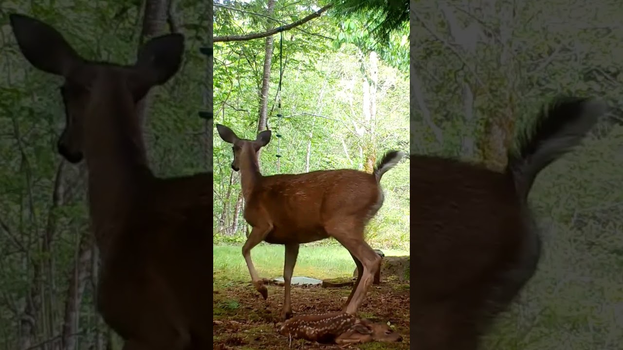 Jeleń kontra niedźwiedź