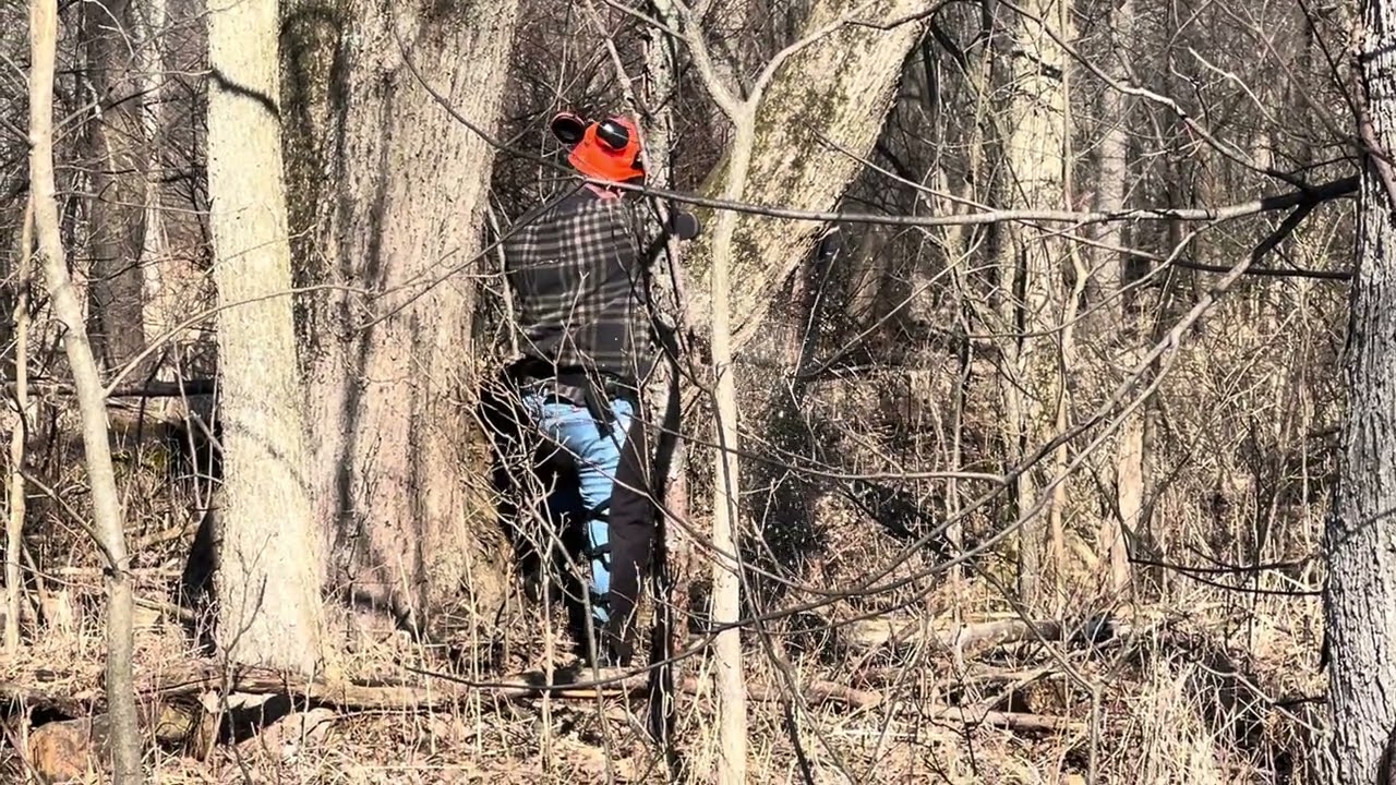 Isaac’s First Tree With His New Chainsaw