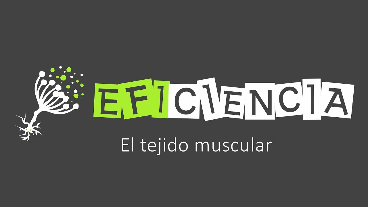 TEJIDO MUSCULAR: TIPOS Y ESTRUCTURA. Liso, Estriados Esquelético y Cardíaco.