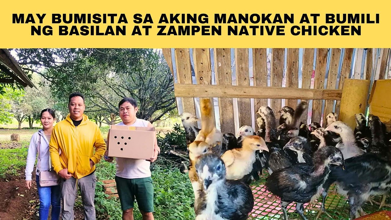 May bumisita sa aking manokan at bumili ng basilan at zampen native chicken