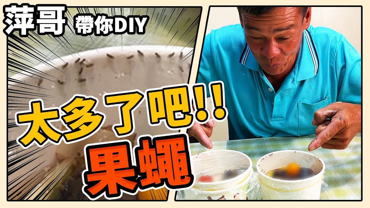 萍哥來抓果蠅啦!一天就抓到超多 | 萍哥的一舉一動