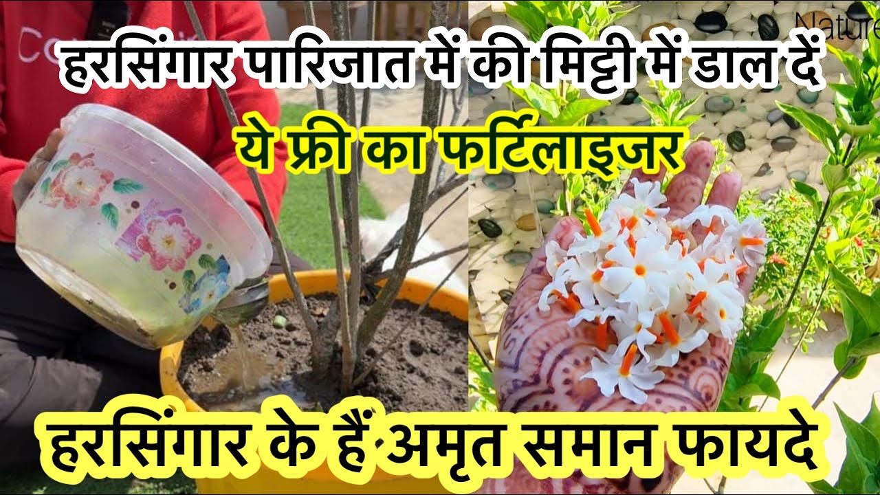 हरसिंगार पारिजात की मिट्टी में मिला दें ये फ्री की चीज पूरा घर हज़ारों शुगन्धित फूलों से महक जायगा