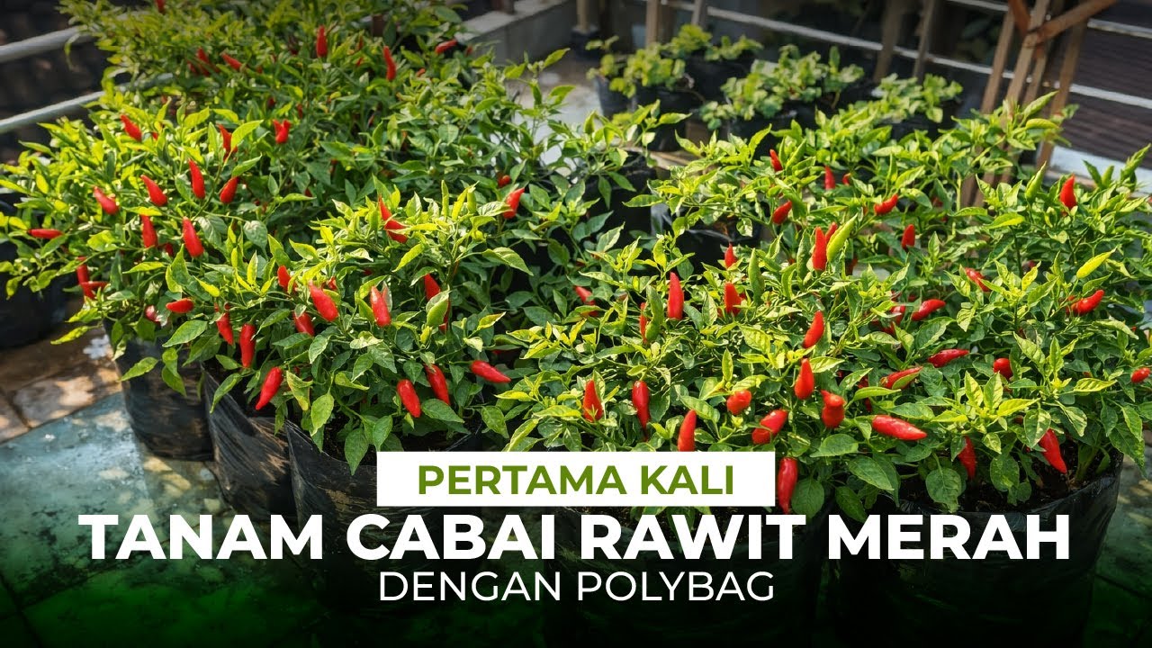 Pertama kali aku belajar menanam cabai rawit merah dipolybag #berkebun