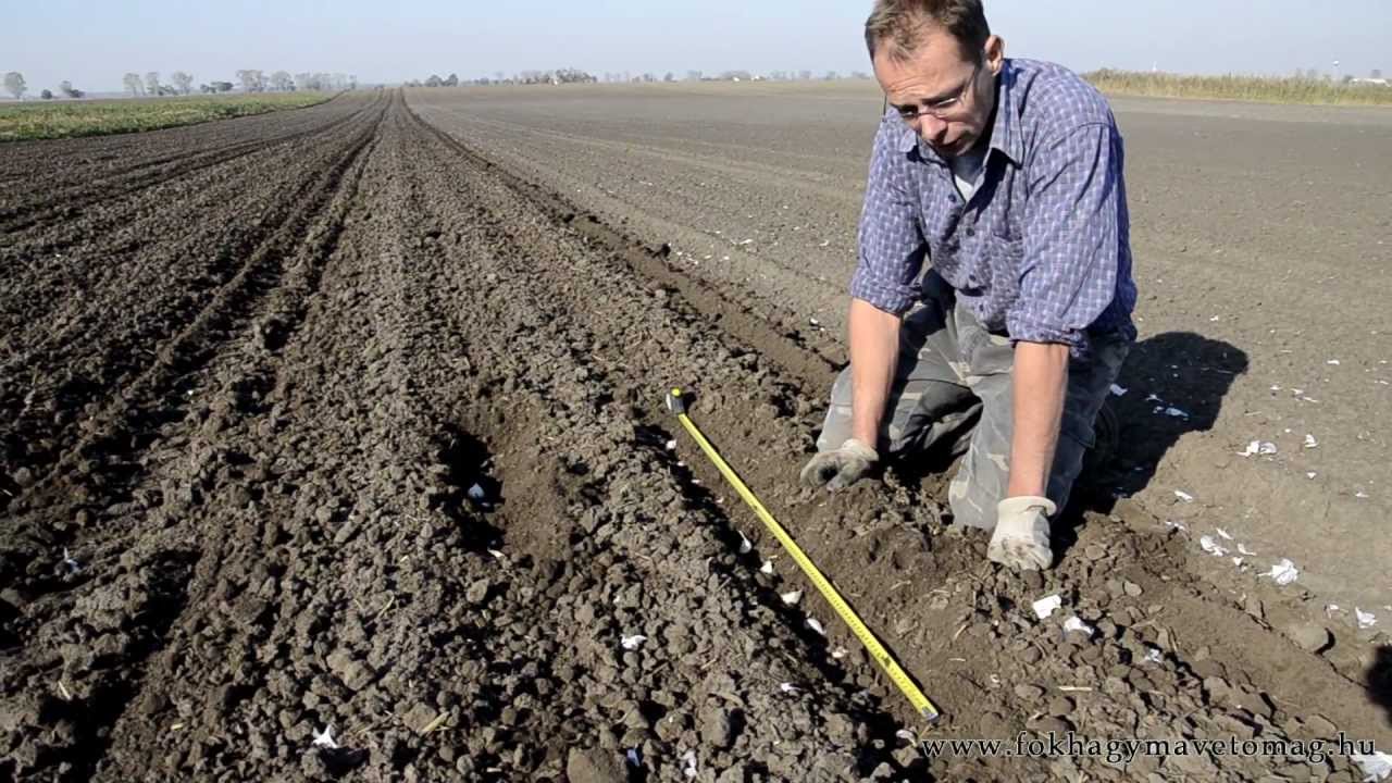 A fokhagyma ültetése géppel, sor és tő távolság fonotssága.