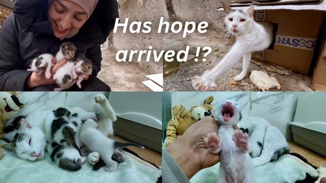 Мы пообещали изменить грустную жизнь кошки Мамы и её котят к лучшему.