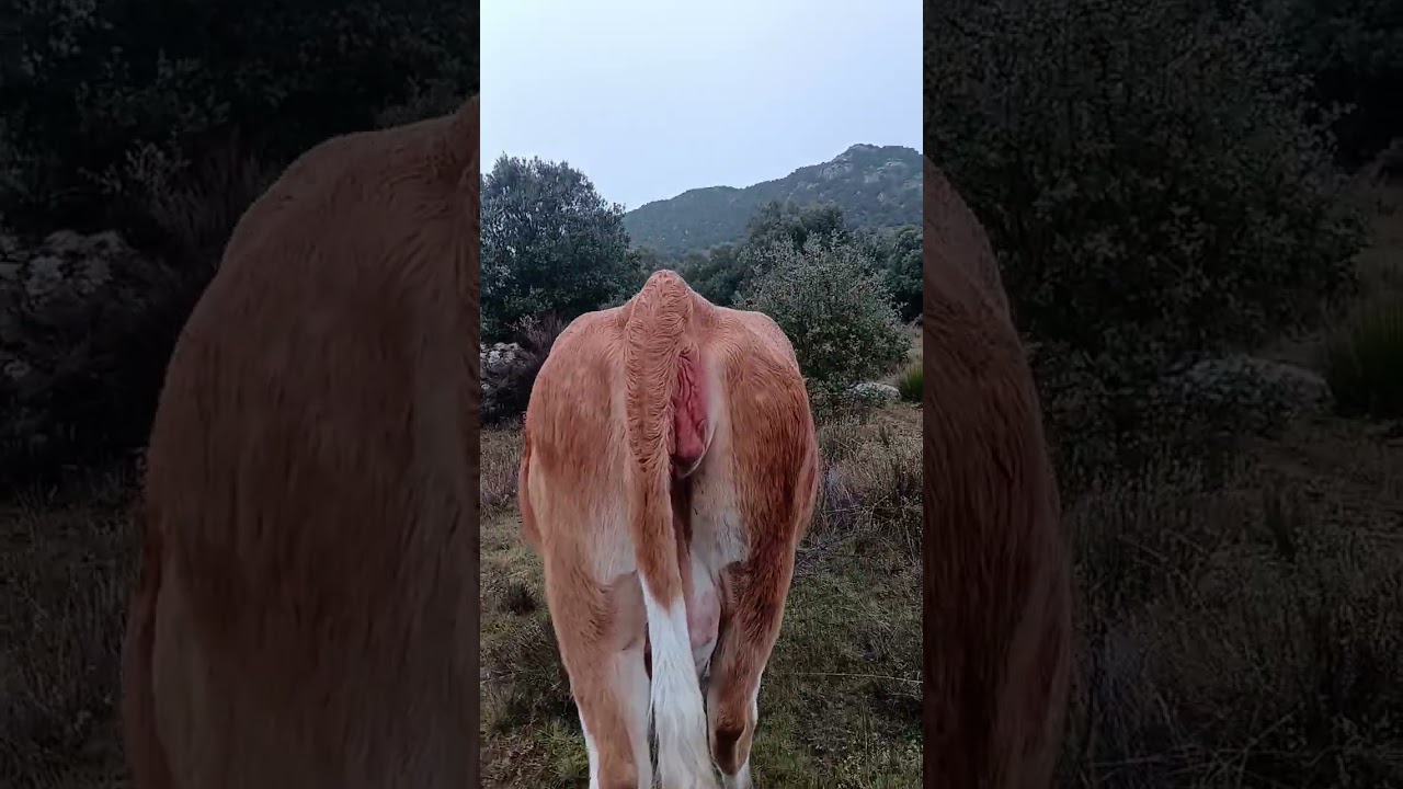 De careo