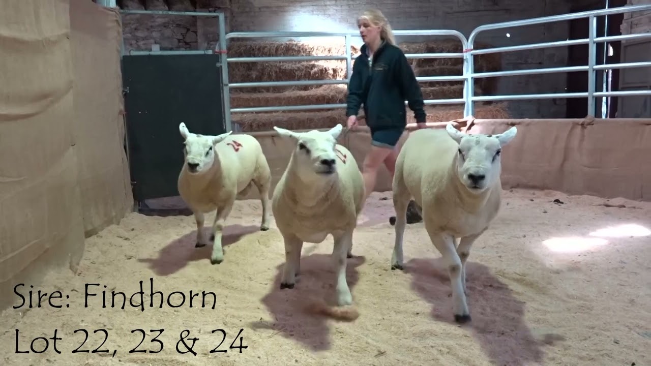 Texel Pen A 2025
