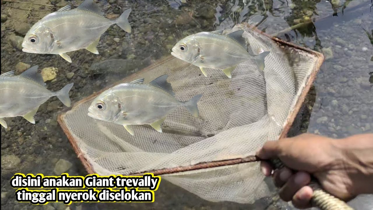 disini anakan ikan Giant trevally tinggal nyerok