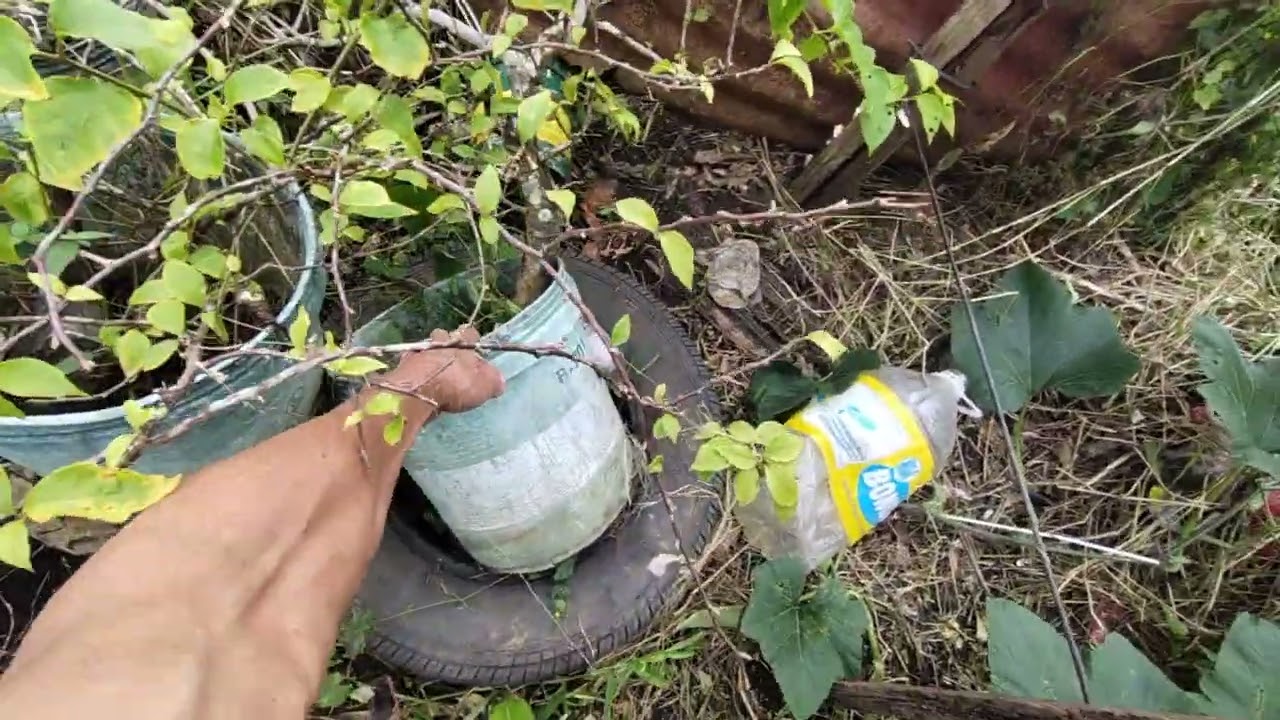Share ko lang ang mga bonsai kong bougainvilleas ko na napabayaan