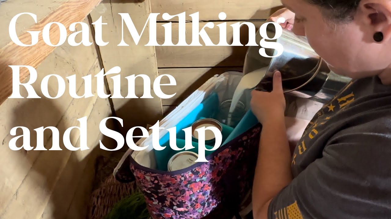 Goat Milking Routine and Setup (Super Simple!)