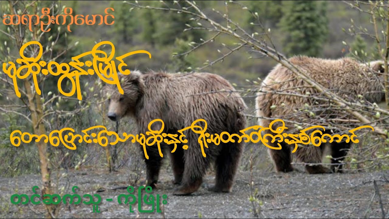 မုဆိုးထွန်းမြိုင် တောပြောင်းသောမုဆိုးနှင့် ရိုးမဝက်ဝံကြီးနှစ်ကောင်